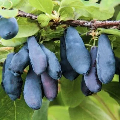 Саженцы жимолости оптом в Мичуринске