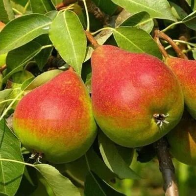 Саженцы груши оптом в Мичуринске