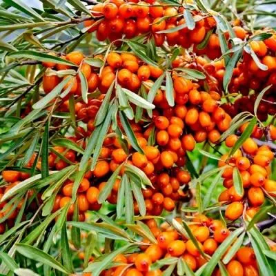 Саженцы облепихи оптом в Мичуринске