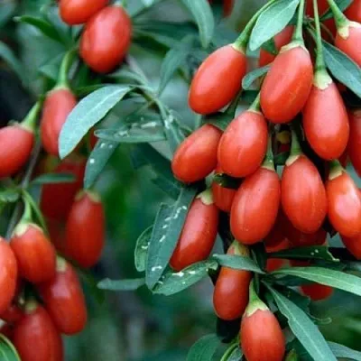 Годжи NEW BIG  Годжи NEW BIG в Мичуринске