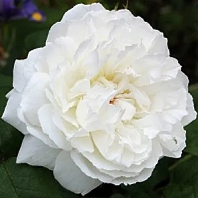 Саженцы роз ВИНЧЕСТЕР КАФЕДРАЛ английская  Саженцы роз ВИНЧЕСТЕР КАФЕДРАЛ английская в Мичуринске