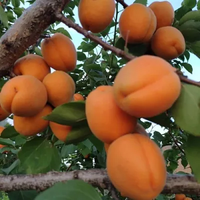 Абрикос ГОЛД РИЧ  Абрикос ГОЛД РИЧ в Мичуринске