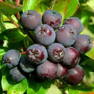 Рябина ЛИКЁРНАЯ сладкоплодная  Рябина ЛИКЁРНАЯ сладкоплодная в Мичуринске