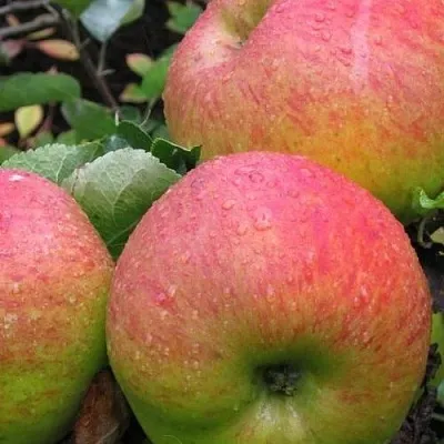 Яблоня ЯБЛОЧНЫЙ СПАС  Яблоня ЯБЛОЧНЫЙ СПАС в Мичуринске