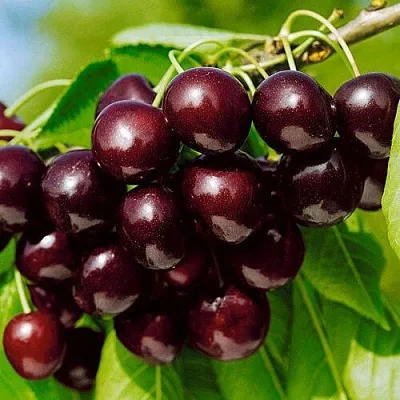 Черешня ВИТЯЗЬ  Черешня ВИТЯЗЬ в Мичуринске