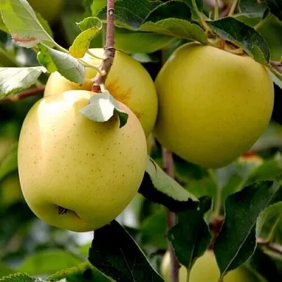 Яблоня ГОЛДЕН ВЛАДИМИРСКИЙ  Яблоня ГОЛДЕН ВЛАДИМИРСКИЙ в Мичуринске