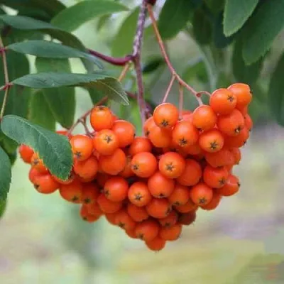 Рябина ВЕФЕД сладкоплодная  Рябина ВЕФЕД сладкоплодная в Мичуринске