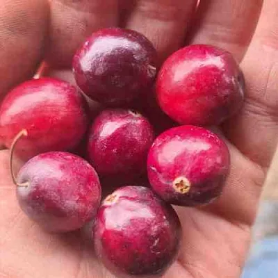 Клюква БАИН 6  Клюква БАИН 6 в Мичуринске