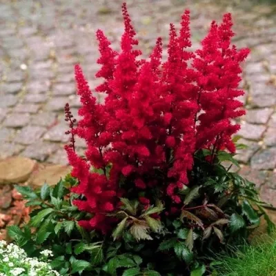 Астильба ГЛАТ Арендса — описание сорта Астильба ГЛАТ Арендса в Мичуринске