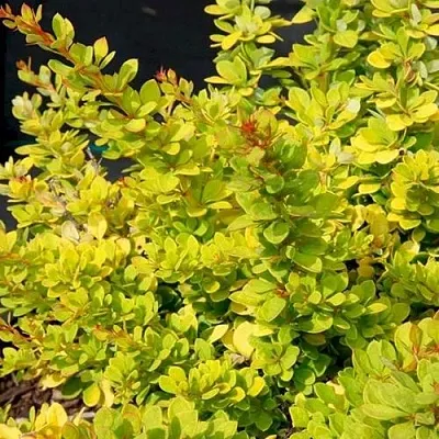 Барбарис СЕНСЕЙШЕН тунберга  Барбарис СЕНСЕЙШЕН тунберга в Мичуринске