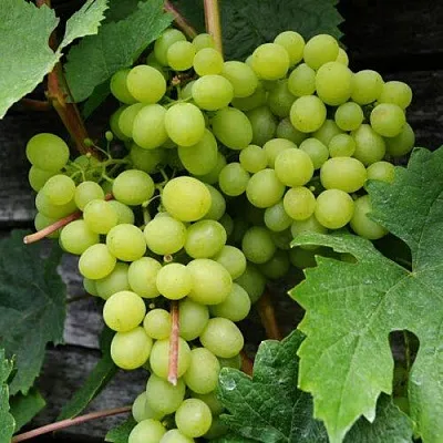 Виноград АЛЕШЕНЬКИН  Виноград АЛЕШЕНЬКИН в Мичуринске