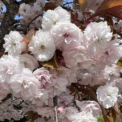 Сакура ШИРОФУГЕН  Сакура ШИРОФУГЕН в Мичуринске