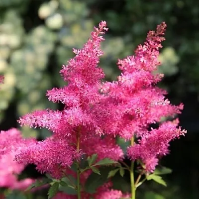 Астильба САННИ ДЕЙ гибридная  Астильба САННИ ДЕЙ гибридная в Мичуринске