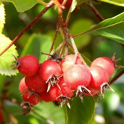Боярышник ШАМИЛЬ  Боярышник ШАМИЛЬ в Мичуринске