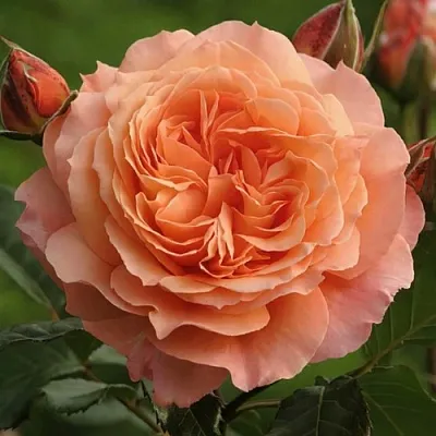 Саженцы роз БЕЛЬВЕДЕР шраб  Саженцы роз БЕЛЬВЕДЕР шраб в Мичуринске