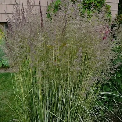 Вейник АВАЛАНШ остроцветковый  Вейник АВАЛАНШ остроцветковый в Мичуринске