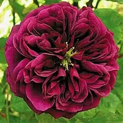 Саженцы роз ЗЕ ПРИНЦ английская  Саженцы роз ЗЕ ПРИНЦ английская в Мичуринске