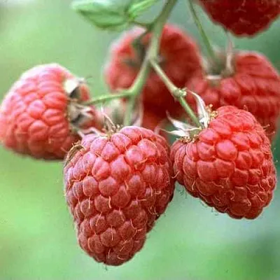 Малина ХЕРИТЕЙДЖ  Малина ХЕРИТЕЙДЖ в Мичуринске