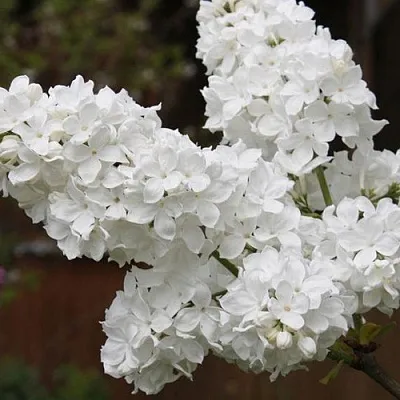 Сирень ФЛОРА в Мичуринске