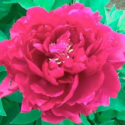 Пион ОСТРОВНОЙ МИНИСТР древовидный  Пион ОСТРОВНОЙ МИНИСТР древовидный в Мичуринске