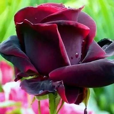 Саженцы роз ЧЕРНЫЙ ПРИНЦ чайно-гибридная в Мичуринске