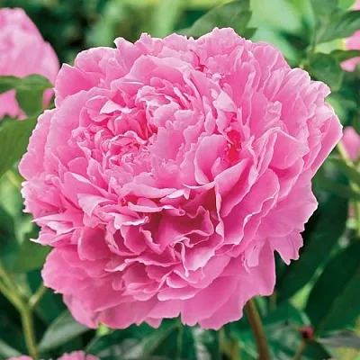 Пион МИСС ЭКХАРТ травянистый  Пион МИСС ЭКХАРТ травянистый в Мичуринске