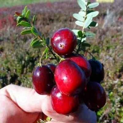 Клюква СТАНКОВИЧ  Клюква СТАНКОВИЧ в Мичуринске