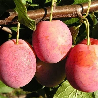 Слива ВИКТОРИЯ в Мичуринске