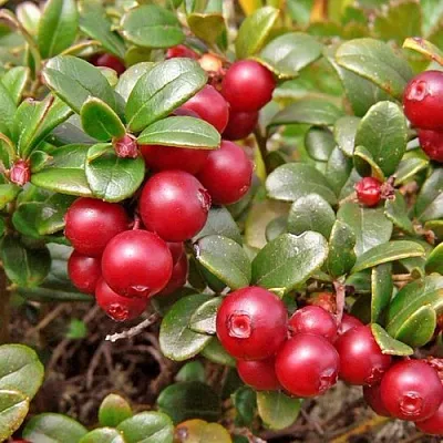 Брусника садовая АМЕРЛАНД в Мичуринске