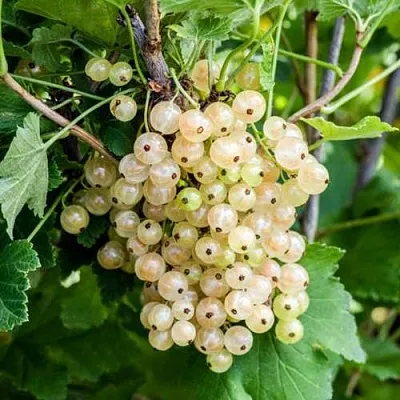 Смородина белая БЕЛАЯ ПОТАПЕНКО в Мичуринске