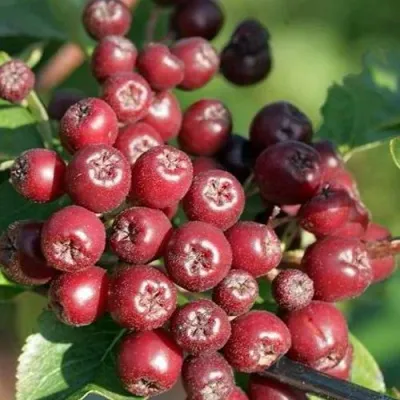 Рябина БУРКА сладкоплодная — описание сорта Рябина БУРКА сладкоплодная в Мичуринске