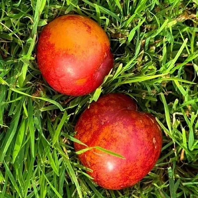 Шарафуга НЕКТАРИННАЯ в Мичуринске