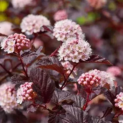Пузыреплодник АНДРЕ  в Мичуринске