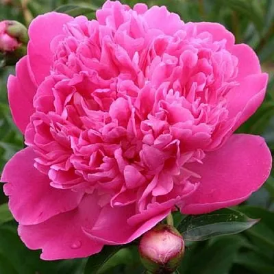 Пион ЭДУЛИС СУПЕРБА травянистый  Пион ЭДУЛИС СУПЕРБА травянистый в Мичуринске