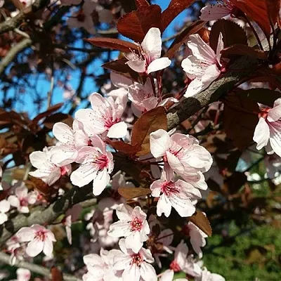 Слива ВУДИ растопыренная в Мичуринске