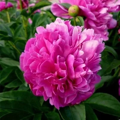 Пион ФЕЛИКС КРАУССЕ травянистый  Пион ФЕЛИКС КРАУССЕ травянистый в Мичуринске