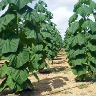 Павлония ПАО ТОГН Z07 — описание сорта Павлония ПАО ТОГН Z07 в Мичуринске