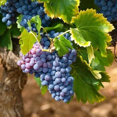 Виноград ЗИЛГА  Виноград ЗИЛГА в Мичуринске