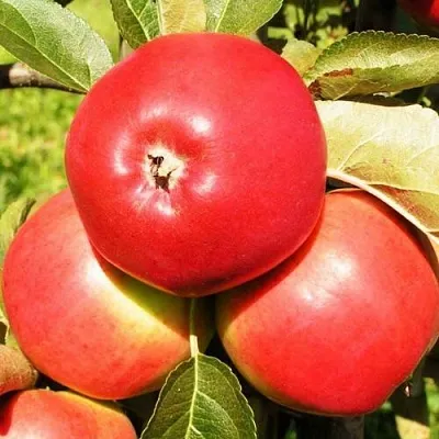 Яблоня СЯБРЫНА в Мичуринске