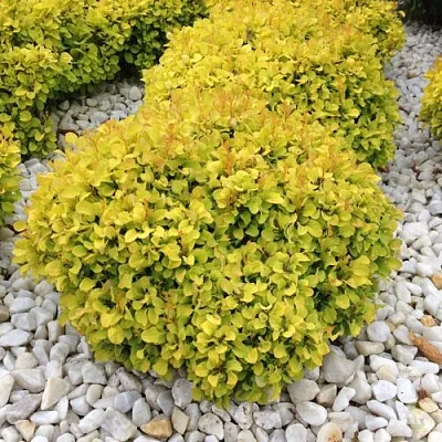 Барбарис БОНАНЗА ГОЛД тунберга  Барбарис БОНАНЗА ГОЛД тунберга в Мичуринске