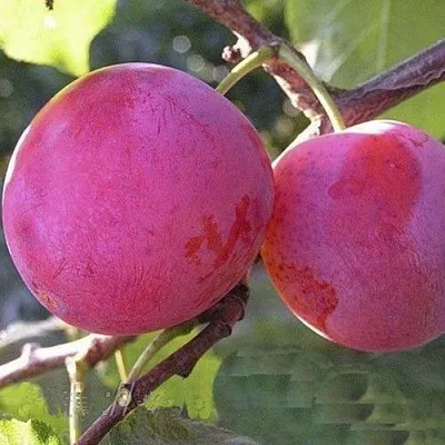 Слива ДЕЛИКАТНАЯ в Мичуринске