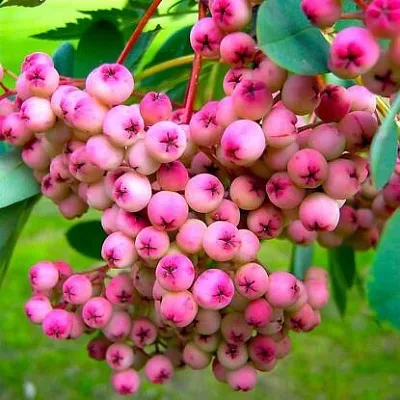 Рябина ПИНК сладкоплодная  Рябина ПИНК сладкоплодная в Мичуринске