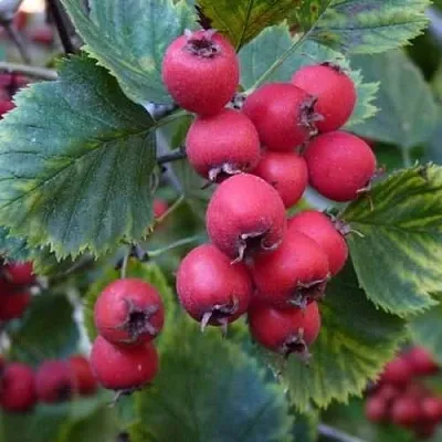 Боярышник АРНОЛЬДА  Боярышник АРНОЛЬДА в Мичуринске