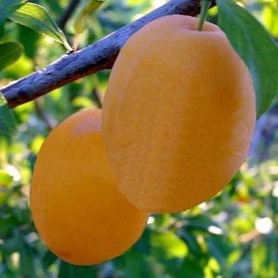 Слива НАТАША в Мичуринске