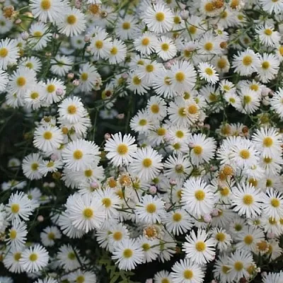 Болтония СНОУБЭНК  Болтония СНОУБЭНК в Мичуринске