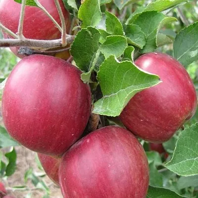 Яблони Московское Ожерелье колонновидная в Мичуринске