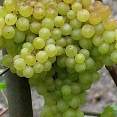 Виноград КИШМИШ 342  Виноград КИШМИШ 342 в Мичуринске