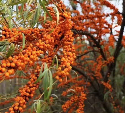 Облепиха СЕРАФИМА  Облепиха СЕРАФИМА в Мичуринске