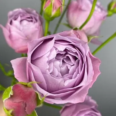 Саженцы роз ЛАВЕНДЕР БАБЛС спрей  Саженцы роз ЛАВЕНДЕР БАБЛС спрей в Мичуринске