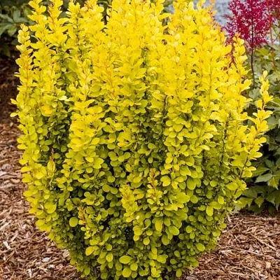 Барбарис ГОЛДЕН ТОРЧ тунберга  Барбарис ГОЛДЕН ТОРЧ тунберга в Мичуринске